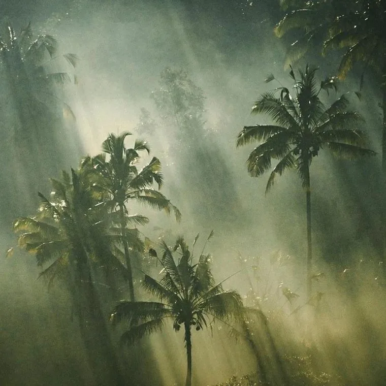 Misty forest with sunlight through palm trees